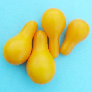A close-up of a quartet of Yellow Pear Tomatoes on a turquoise blue background.
