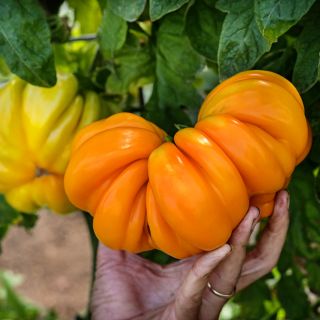 A gardener's hand picking a gigantic Orange Accordion Tomato on the vine.