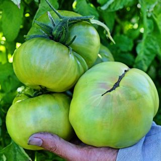A hand holding three huge freshly picked Aunt Ruby's German Green Tomatoes in the garden.