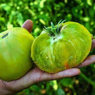 Hand holding a freshly sliced Aunt Ruby's German Green Tomato at the Baker Creek trial farm.