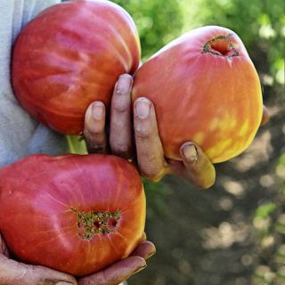 Farmer holding freshly picked Bread and Salt Tomatoes at the Baker Creek trial farm in California.