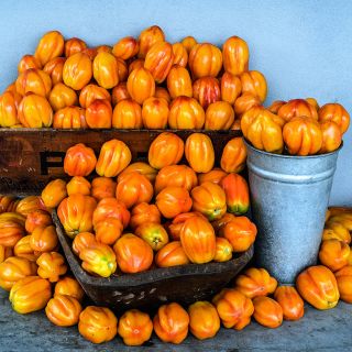 Bushels of California Tulip Tomatoes against a stucco wall.