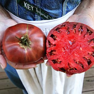 A woman in overalls and apron holding whole and halved Cherokee Purple Tomatoes.