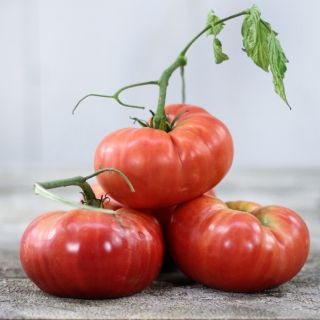 Dester Tomatoes stacked up like pyramid on an old wooden tabletop.