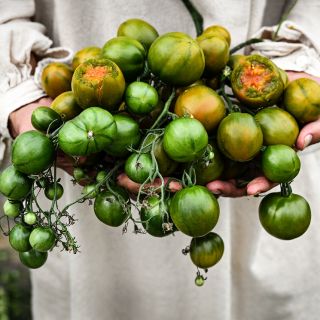 A mysterious man in a tunic holding a ridiculously bountiful armload of Evil Olive Tomato clusters.