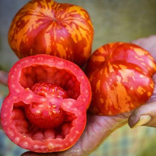 Hand holding cut and whole Get Stuffed Tomatoes at the Baker Creek trial farm in California.