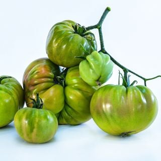 A profile view of Green Giant Tomatoes cut on the vine against a high key white background.