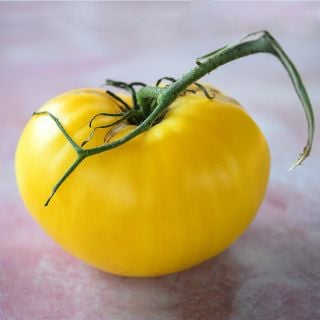 A single yellow Hugh's Tomato on a light pink variagated background.