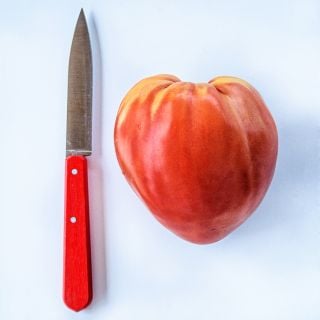 An Hungarian Heart Tomato on a white background with a red handled knife to show its size.