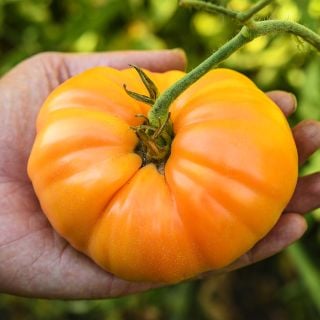 Hand holding a single Kentucky Beefsteak Tomato at the Baker Creek Trial farm in California.
