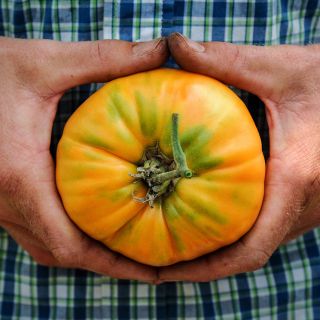 Hands holding a Kentucky Beefsteak Tomato in the Baker Creek greenhouse  at Mansfield, Missouri.