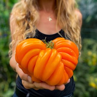Woman holding an enormous Orange Accordion Tomato in her garden. Image by Lucy Hutchins.