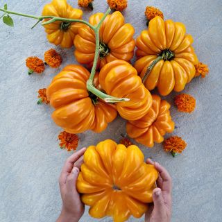 A child's hands holding a giant Orange Accordion Tomato with more huge tomatoes on a stone background.
