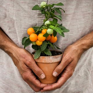 A man holding a single Orange Hat Tomato plant in little terra-cotta pot.