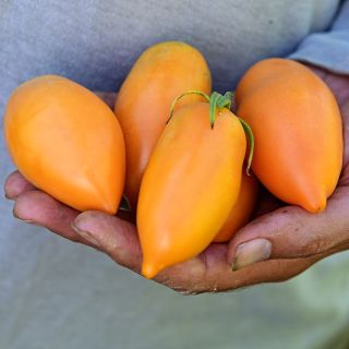A farmer's hand holding Orange Icicle Tomatoes at the Baker Creek trial farm in California.
