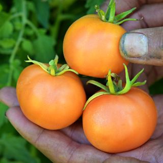 A farmer's hands holding Ornange Peach Tomatoes at the Baker Creek trial farm in California.