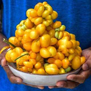 Gardener holding a bowl pile high with Phil's One Tomatoes.