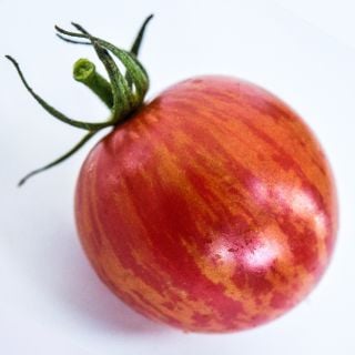 A close-up of a single Pink Bumble Bee Tomato, showing its pink and orange stripes, on a white background.