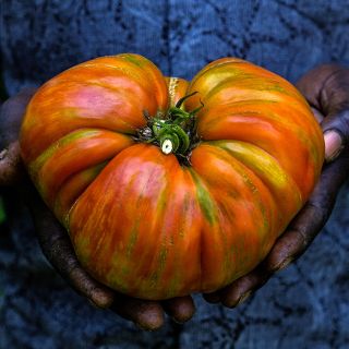 A Baker Creek gardener holds a massive two and half pound plus Pink Jazz Tomato.