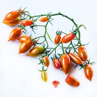 A vine of Pink Tiger Tomatoes on a white background.