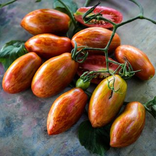 A cluster of Prairie Fire Tomatoes on the vine on a pastel background.