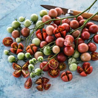 A cluster of Rosella Tomatoes on the vine with some cut tomatoes on light blue background.