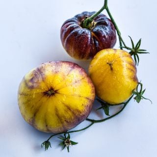 A trio of juicy Sart Roloise Tomatoes on a vine against a white background