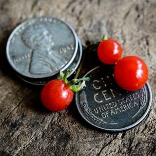 Close-up macro view of tiny spoon tomatoes with pennies to show size on wooden cutting board.