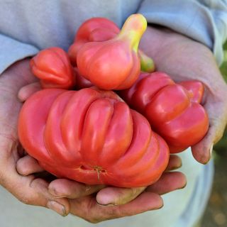 Gardener's hands holding freshly harvested Tlacolula Pink Tomatoes at the Baker Creek trial farm.