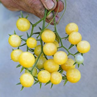 A gardener's hand holding a vine of freshly picked White Currant Tomatoes at the Baker Creek trial farm