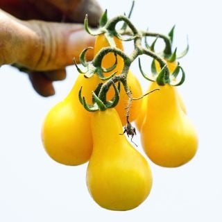 A close-up of a gardener's hand holding freshly picked Yellow Pear Tomatoes still on the vine.