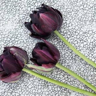Black Hero Tulip (10 bulbs) 