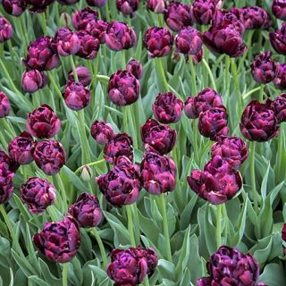 Black Hero Tulip (10 bulbs) 