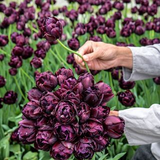 Black Hero Tulip (10 bulbs) 