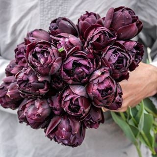 Black Hero Tulip (10 bulbs) 