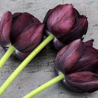 Three Black Hero Tulips on slate background.