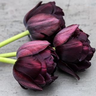 Profile view of a trio of Black Hero Tulips on a slate background.