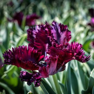 Profile of a single frilly Black Parrot Tulip against a blurred green background.