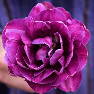 Hand holding a single Blue Diamond Tulip.
