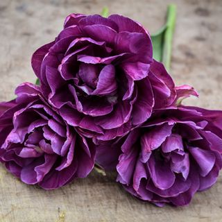 Inside view of three multi-petaled Blue Diamond Tulips on a wooden background.