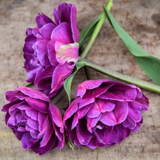Side view of three Blue Diamond Tulips on wooden background.