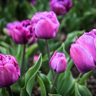 Blue Diamond Tulips bloom profusely in the Baker Creek gardens.
