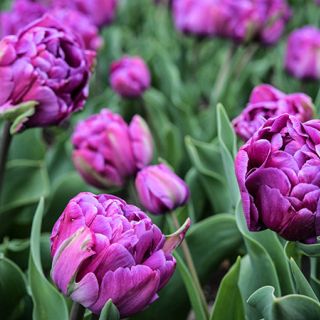 Blue Diamond Tulips blooming in the flower beds at Baker Creek.