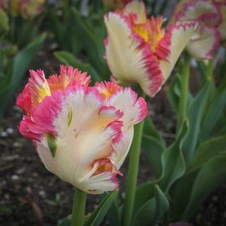 Moist with the morning dew, a Caribean Parrot Tulip blooms in the garden.