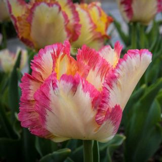 Caribean Parrot Tulips is putting on a show in the garden.