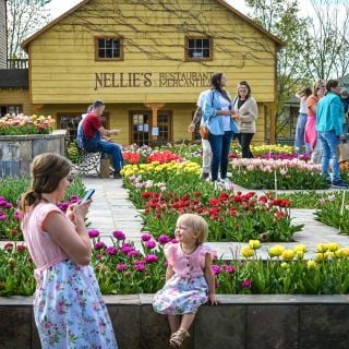 The tulip garden and crowd at the Baker Creek Tulip Festival.