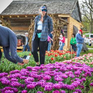 Peole walking and photographing the tulips at the Baker Creek Tulip Festival.