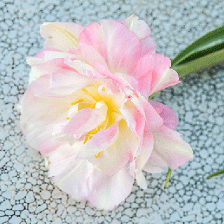 Finola Tulip a light pink and white double tulip. 