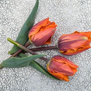 Princess Irene Tulip (10 bulbs) 