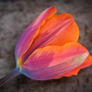 Close-up detail of single Princess Irene Tulip.